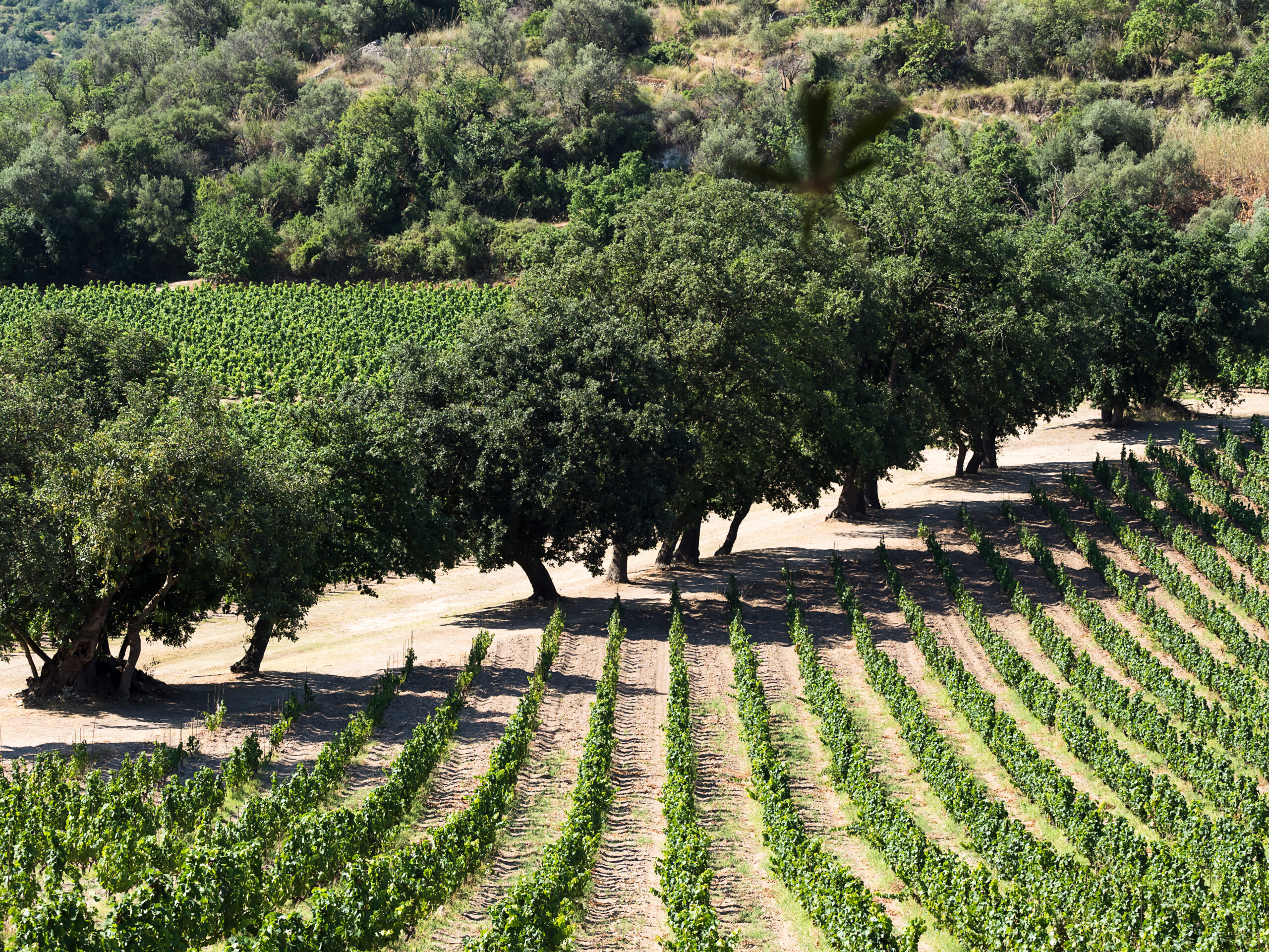 Tenuta Zisola, articolo su Plume Magazine